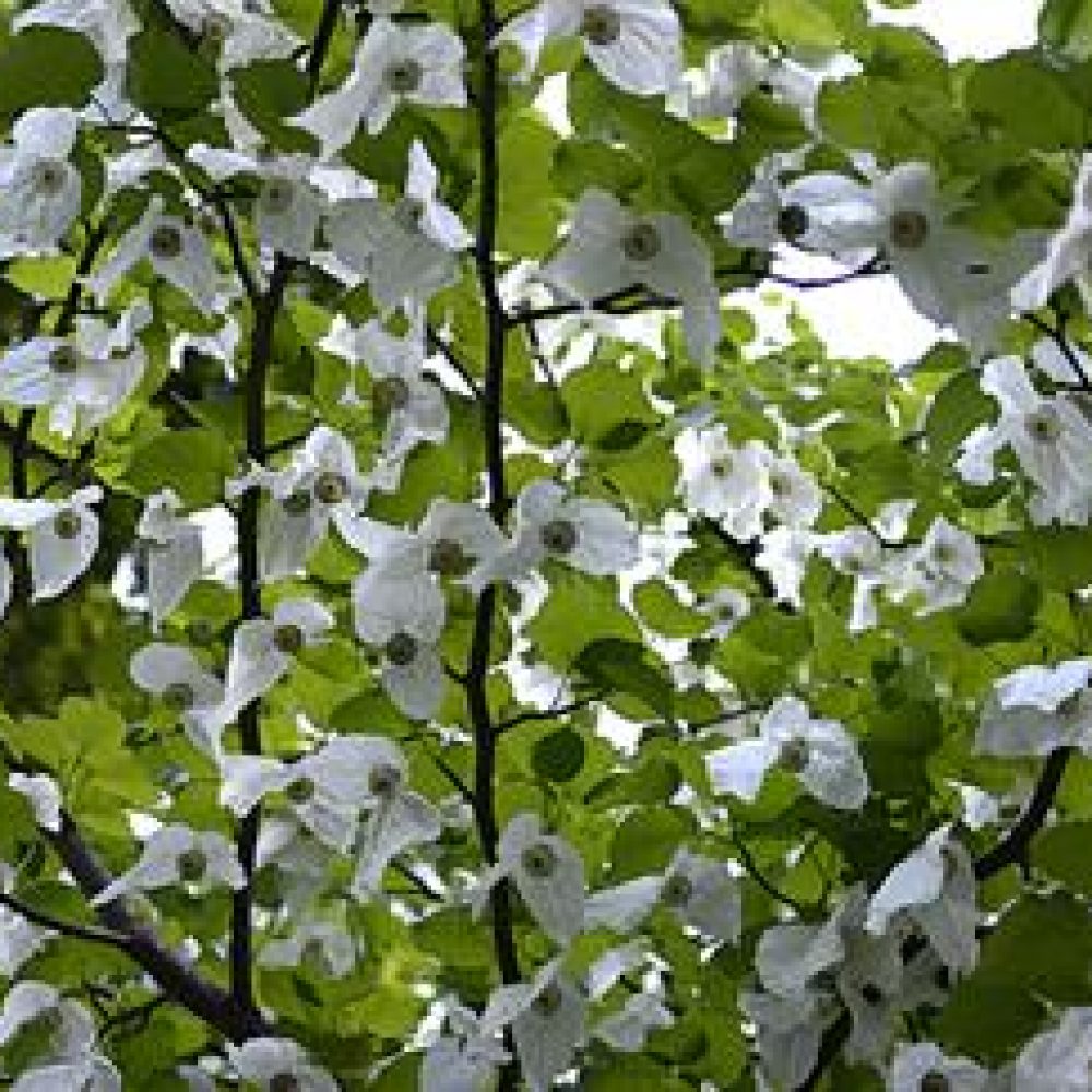 DavidInvolucrata1.jpg