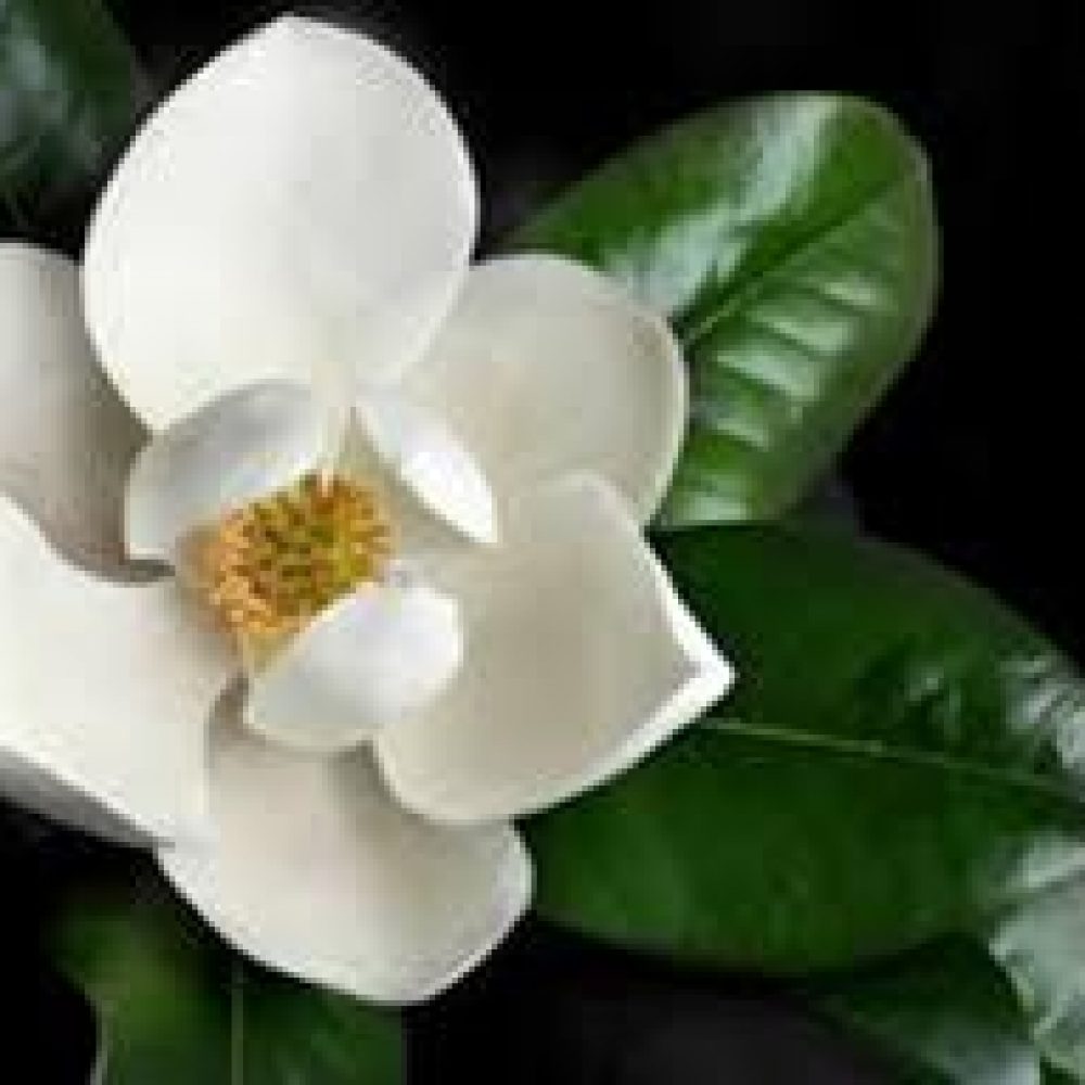 MagnoliaBlanchard1.jpg