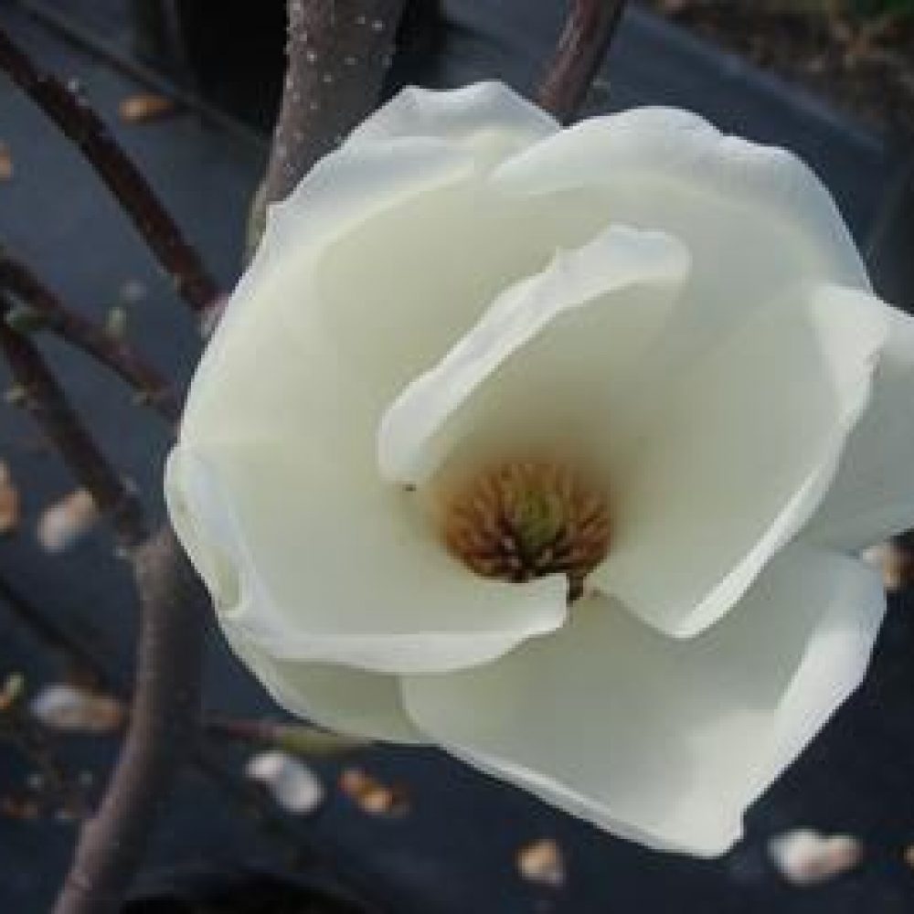 MagnoliaDenudata1-1.jpg