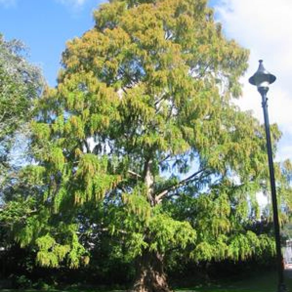 MetasequoiaGlyptostroboides1.jpg