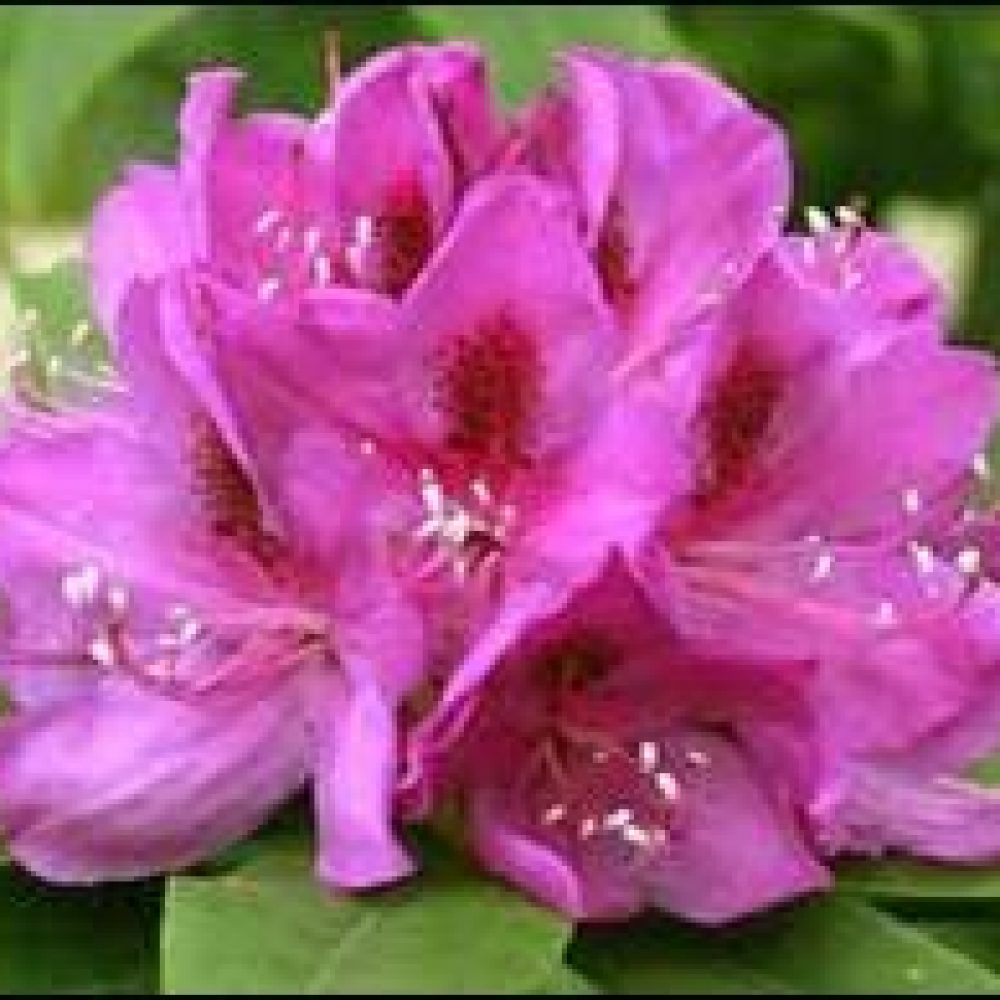 RhododendronAnahKruschke-1.jpg