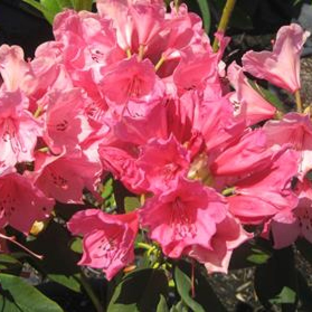 RhododendronAnnaRoseWhitney1.jpg