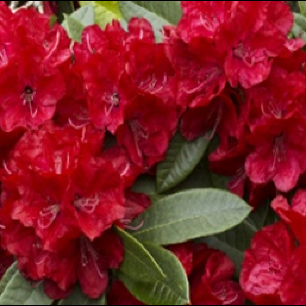 RhododendronBibiana1.png