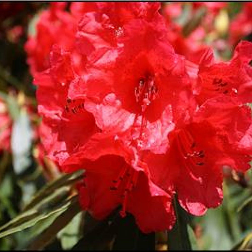 RhododendronKaponga.jpg