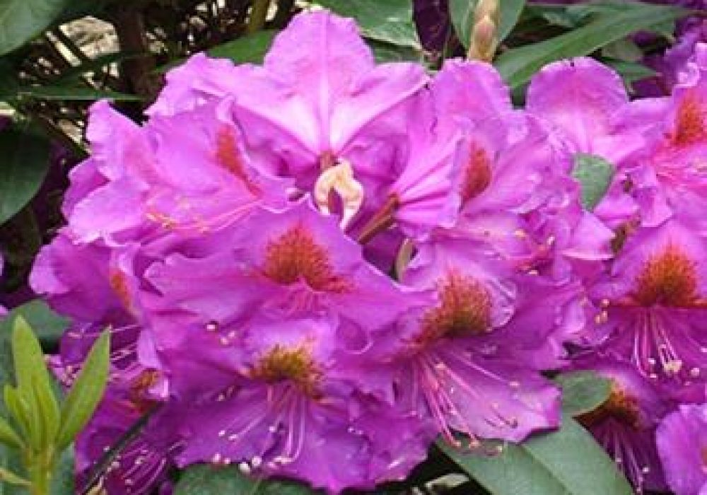 RhododendronRedEye-1.jpg