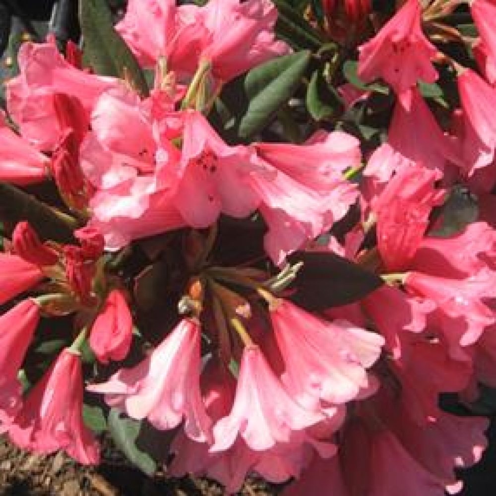 RhododendronWinsome-2.jpg