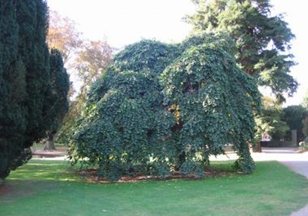 UlmusGlabraPendula1.jpg